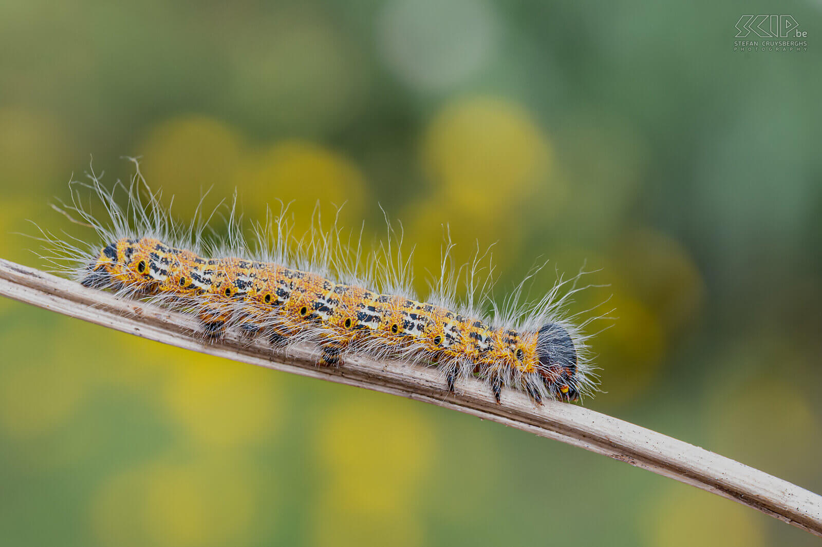 Insects - Caterpillar of Buff-tip In our garden, large numbers of butterflies only appeared late in the summer, but luckily, I was able to photograph some caterpillars and butterflies here and there starting in the spring. Stefan Cruysberghs